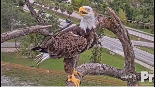 Celebrity SWFL Eagles ~ Super Dad M15 Brings Food To Nest! E22 Is Following Squeeing!👍💗 😊 6.6.23 Wealth