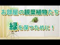 お部屋を飾る観葉植物に簡単!栄養補給!!タブレット肥料