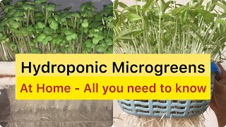 HYDROPONIC MICROGREENS AT HOME - All you need to know (FROM START TO FINISH)