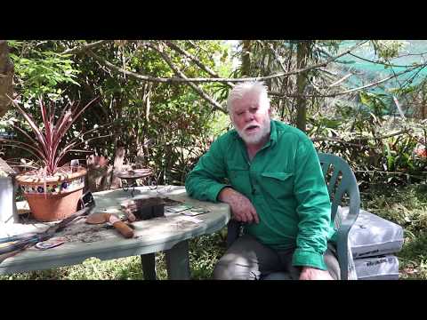 Video: ¿Qué es la albahaca reina de Siam? Consejos para cultivar una planta reina de la albahaca de Siam