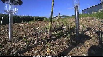 Time lapse video of asparagus growing