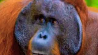 Orangutan Call