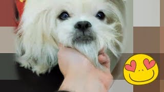 O CACHORRO QUE FALA E É FOFO