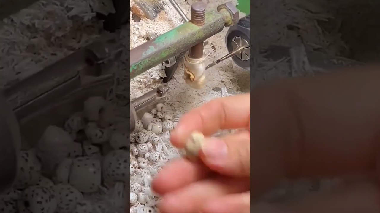 Bodhi seeds production process