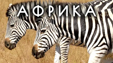 Зебра - белая с черными полосками или наоборот? Недетские вопросы о природе. Животные Африки