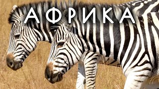 Зебра - белая с черными полосками или наоборот? Недетские вопросы о природе. Животные Африки