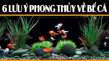 ✅ 6 Điều Lưu Ý Về Phong Thủy Khi Đặt Bể Cá Trong Nhà