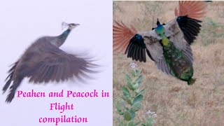 Peacocks and Peahens in flight compilation | Peacock and Peahen flying