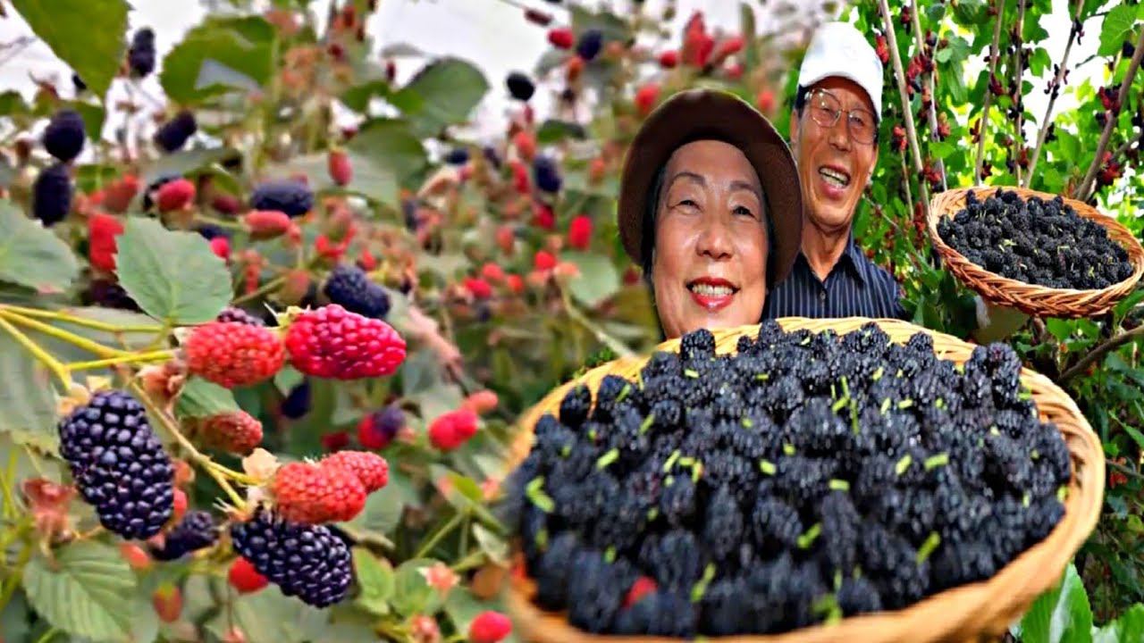কেন আমাদের দেশের কৃষকরা এই ফল চাষ করতে পারেনা।Blackberry Harvesting Process Growing