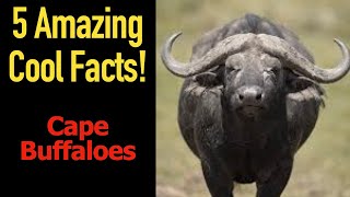 5 Fascinating Facts About Cape Buffaloes