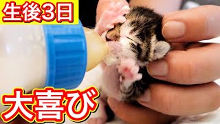 ミルクを飲むと止まらない生後日の赤ちゃん子猫。【保護猫】
