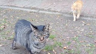 キジ猫と戯れていたらワラワラ野良猫が現れてきた。