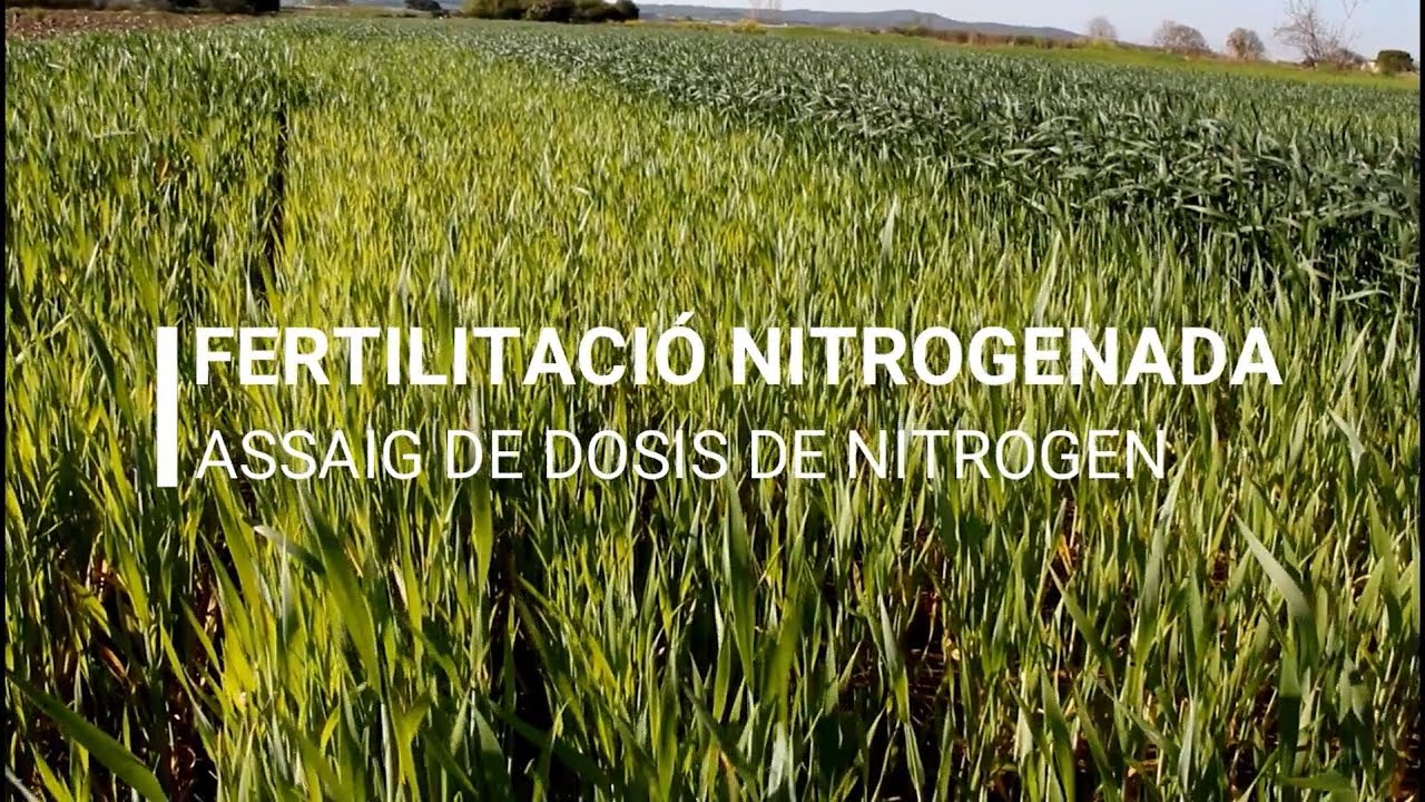 Fertilització nitrogenada – Assaig de dosis de nitrogen