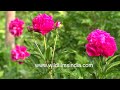 Peony flowering season peaks at wildfilmsindia Himalaya: Pink fragrant peonies in bloom at Motidhar