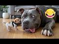 Funniest CAT AND DOG Videos 🎉The Funniest Animals That Will Make You Laugh Crazy 🐾 🤣