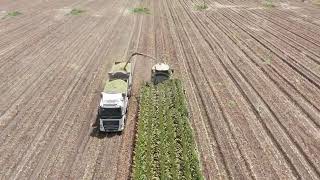 Combine harvester cutting corn silage loading to a truck, Aerial view
