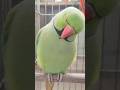 एक तेरे ही चेहरे पर प्यार आया #parrot #hindisong #love #cute #ytshorts