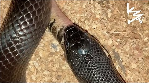 KingSnake🐍EATs Ball Python!!! Time-lapse Video