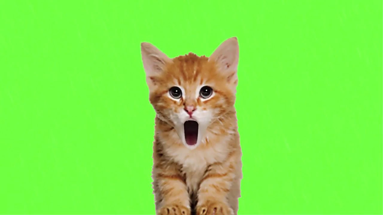 Cute Kitten | Green Screen - YouTube