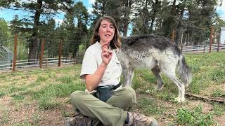 Wolf Talk - You Can’t Mistake a Wolf for a Coyote