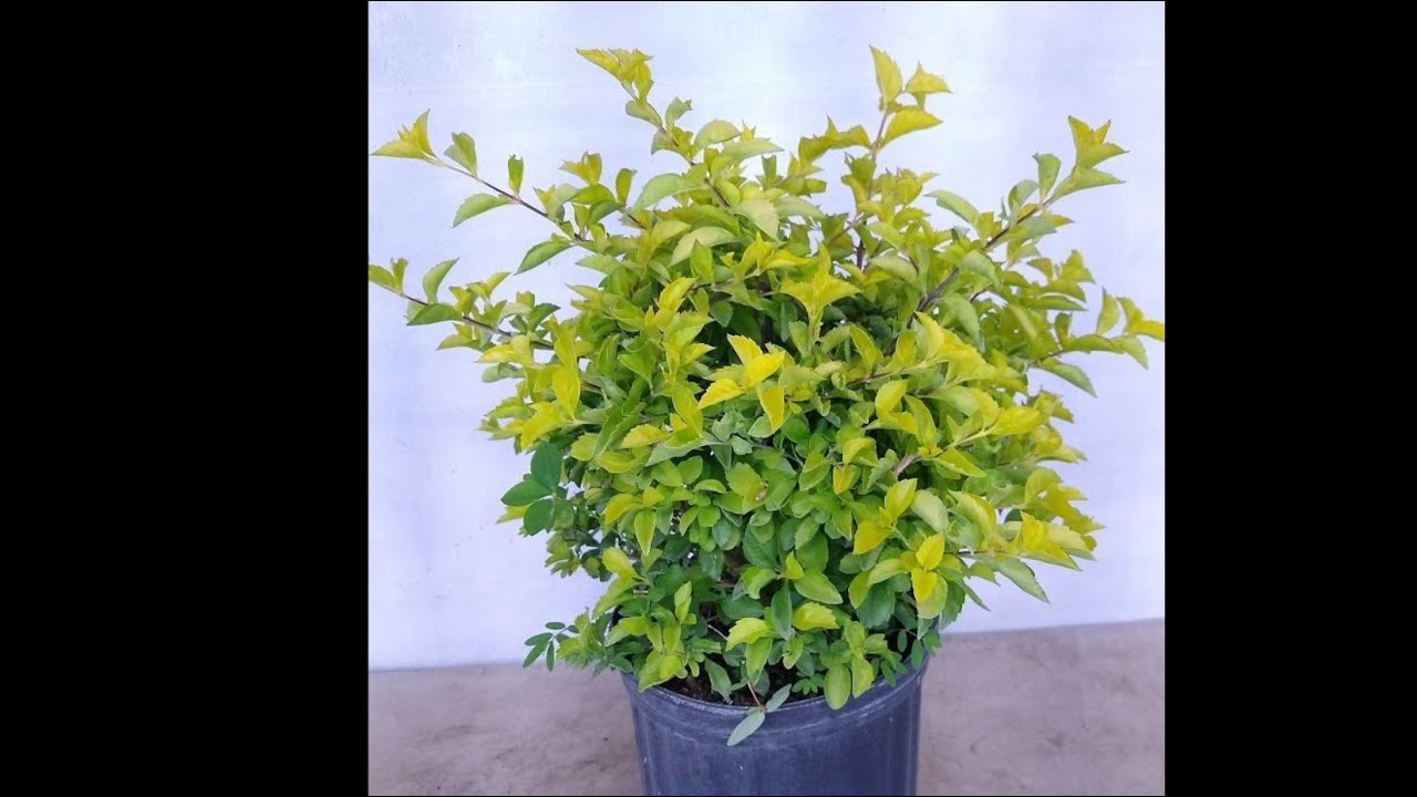 زراعة الدورنتا الذهبي بالعقل - دورنتا ليموني - اسياج شجرية