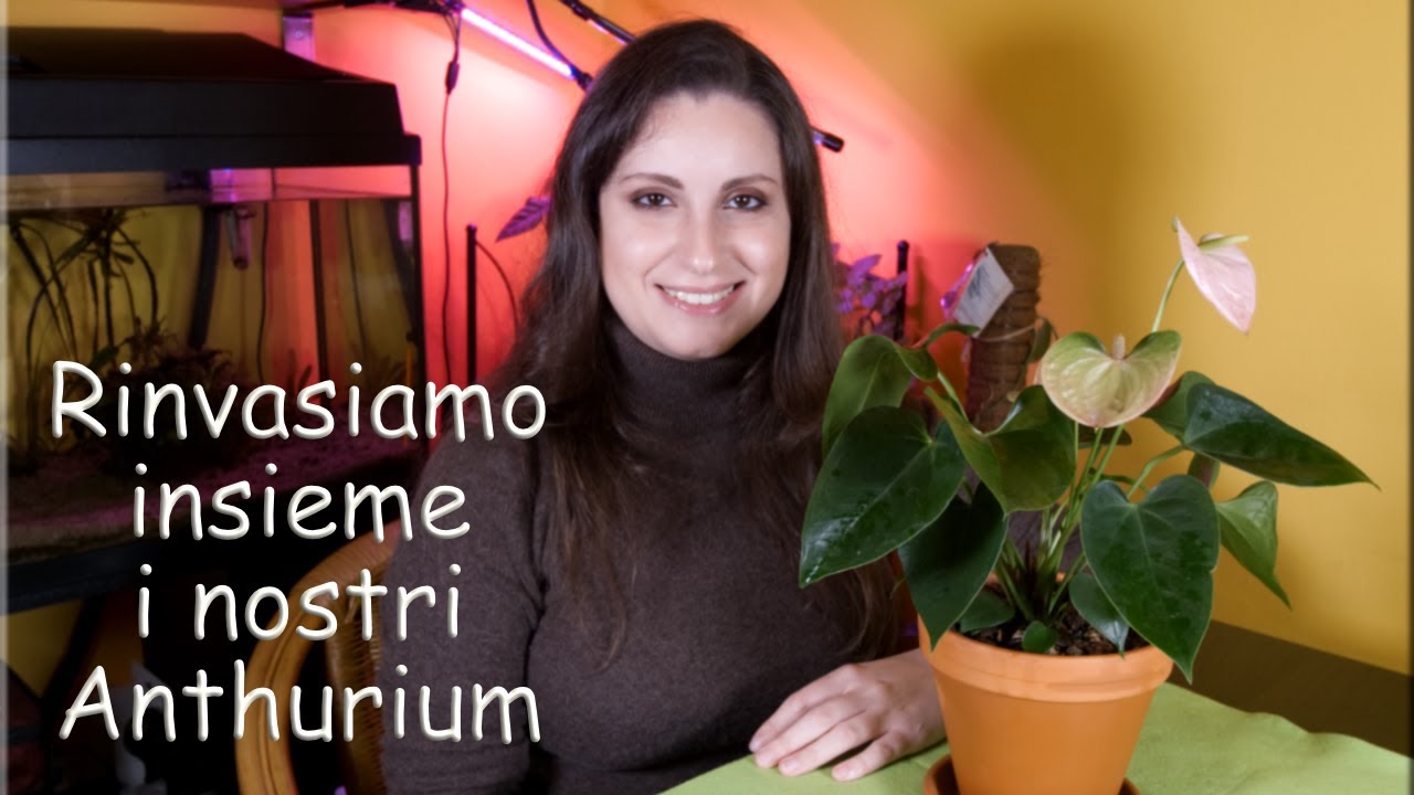 Anthurium | Rinvaso