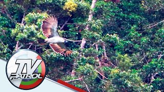 2 Bagong Pamilya Ng Philippine Eagle Natuklasan  Tv Patrol