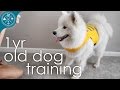 Dog training and tricks - 1 yr Samoyed