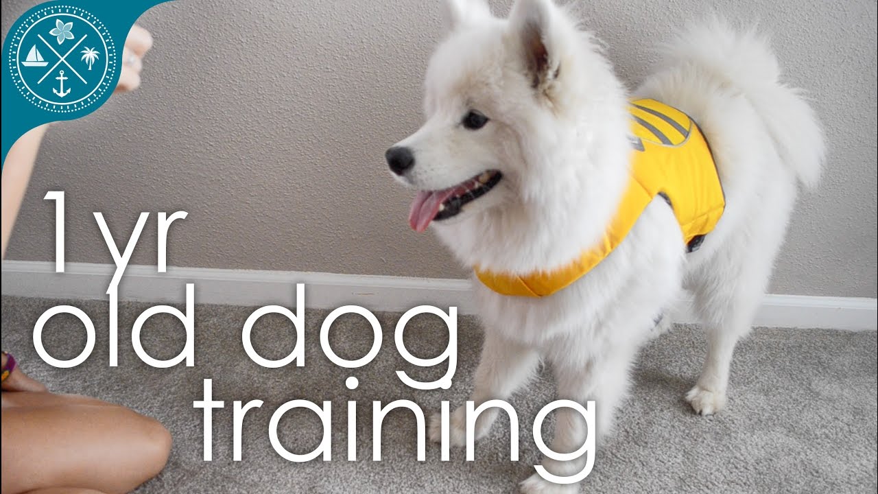 Dog training and tricks – 1 yr Samoyed