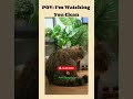 Lovely cat videos | American cat lovers | #shorts #viral #america #usa #catshorts #catmoments #funny