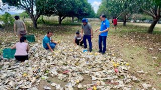 Reality in Philippine Agriculture: KITA na sana - BINAGYO pa! From 1,000 to 50 Kaing CARABAO MANGOS