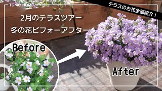 お花ビフォーアフター冬にどれぐらい成長した 枯れてしまった花も Youtube