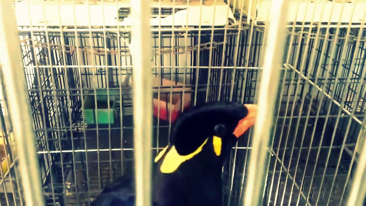 Burung Beo Nias Youtube