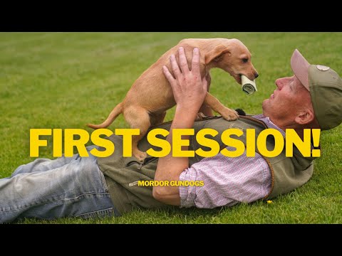 This Puppy's FIRST Time TRAINING!
