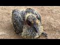 Rescue a Injured Pigeon Baby  #live #pigeon  *no Clickbait*