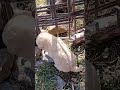 found in abc trekking
