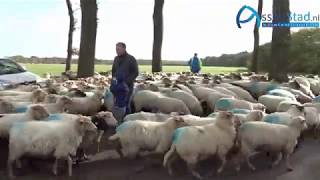 Schaapskudde Marsdijk Via Centrum Van Assen Naar Winterstalling