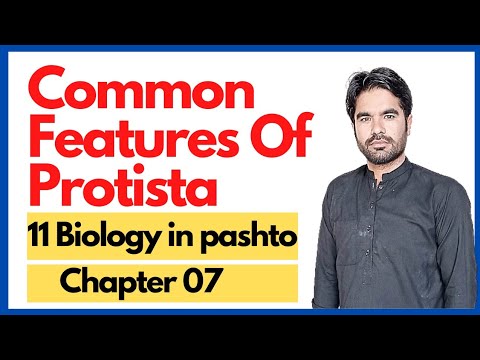 Common features of protista || Class 11 biology unit 07 in pashto - YouTube