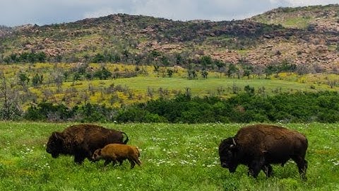 Where to put the Script Debugger File