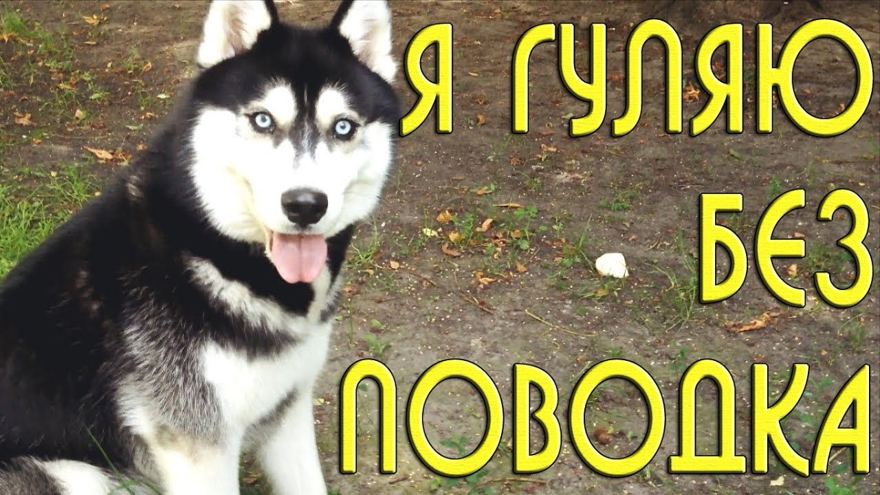 Как гулять с собакой породы Сибирский Хаски без поводка (Обзор электроошейника) Бадди Ламбадди