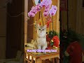 Bubu anabul yang lucu