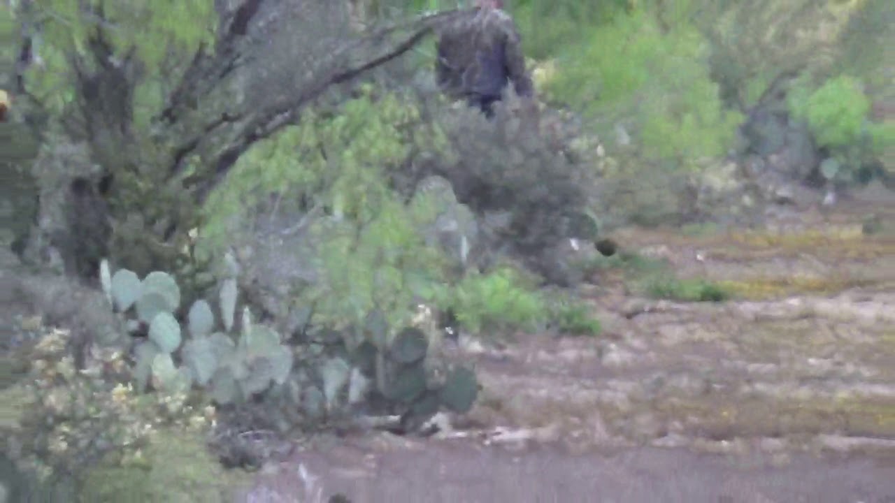 Javelina hunt with suprize Bobcat Callaghan Ranch Encinal Tx YouTube