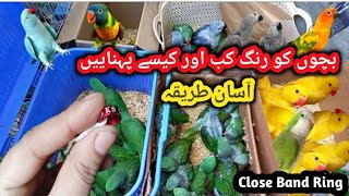 How to Band a Baby Parrot's Leg|How To Put a Leg Ring on Your Birds|Ks birds update