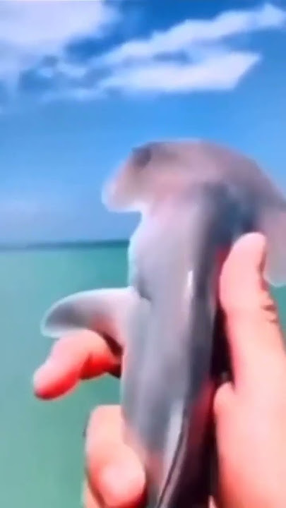 Baby Hammerhead shark says Yeah