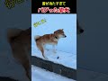 雪が冷たすぎてバグった柴犬