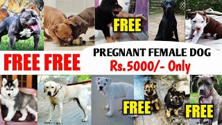 FREE FREE FREE | Pregnant female dog सिर्फ ₹.5000/ | Cheapest price dog market