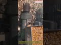 Puffing Gold: How a Simple Machine Turns Corn into High-Value Feed