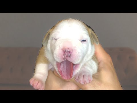 გაიცანით ჩვენი ლეკვები!