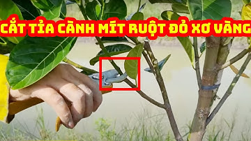 Cách cắt tỉa cành mít ruột đỏ xơ vàng 5 tháng tuổi | SIÊU THỊ CÂY GIỐNG WELOFARM