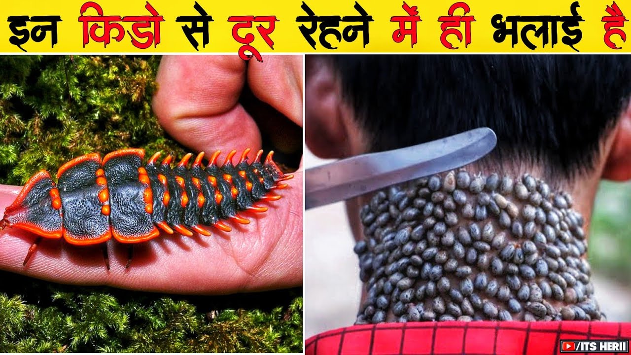 THE MOST DEADLIEST INSECTS IN THE WORD ! MOST DANGEROUS INSECTS IN THE ...